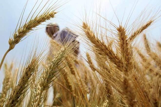 ccording to the government estimates, wheat production is estimated at 106.21 million tonne for 2019-20 crop year (July-June), up 2.5% from a year earlier.