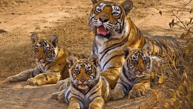 Sighting a tiger completes the trip for tourists, it is the ultimate thrill and keeps the adrenaline rushing.